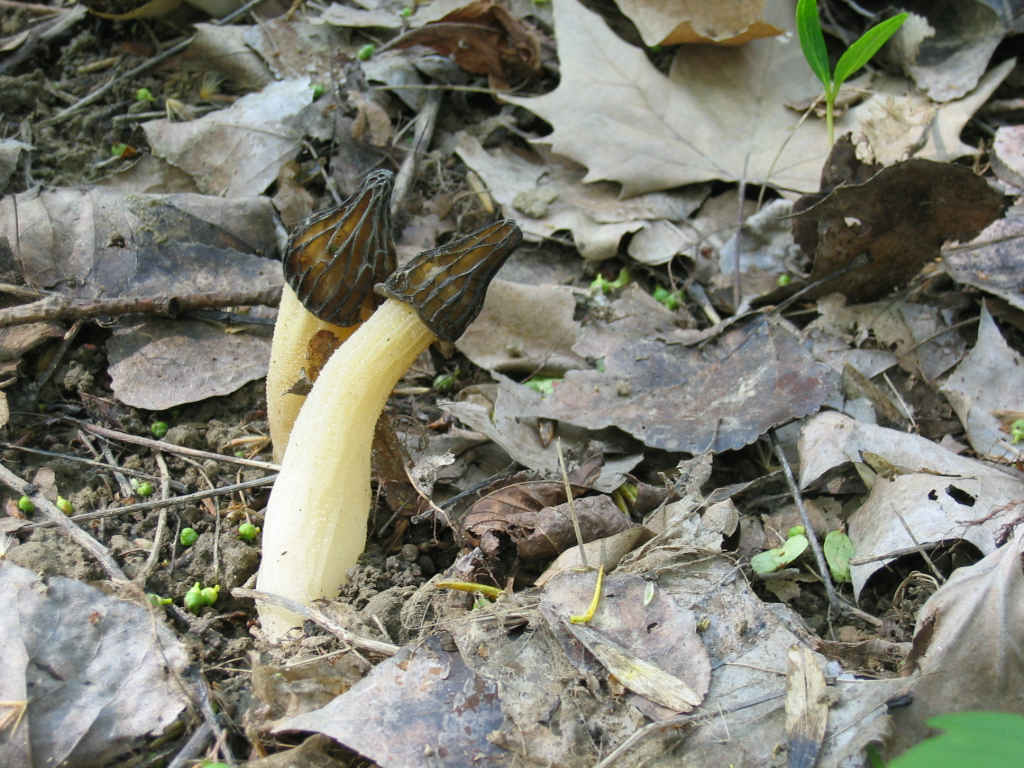 2005 :  Un anno di funghi